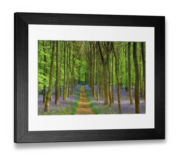 Framed Print : Bluebells (Hyacinthoides non-scripta) in flower in woodland and along footpath, Ashridge, Hertfordshire, UK. May Framed Print : Bluebells (Hyacinthoides non-scripta) in flower in woodland and along footpath, Ashridge, Hertfordshire, UK. May