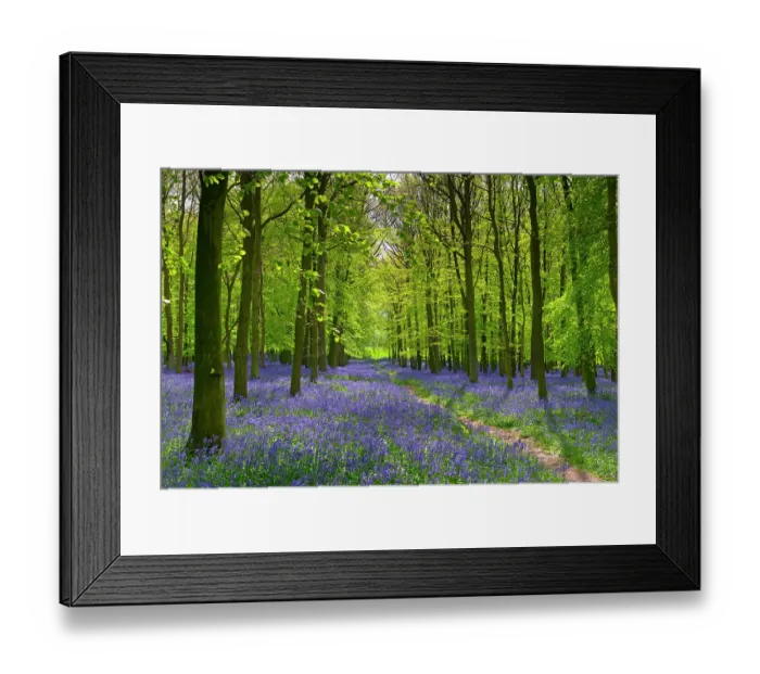 Framed Print : Bluebells (Hyacinthoides non-scripta) in flower in woodland, Ashridge, Hertfordshire, UK. May Framed Print : Bluebells (Hyacinthoides non-scripta) in flower in woodland, Ashridge, Hertfordshire, UK. May
