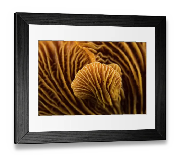 Framed Print : Bitter oyster fungus (Panellus stipticus) detail of gills of the fruiting body, Italy. November Framed Print : Bitter oyster fungus (Panellus stipticus) detail of gills of the fruiting body, Italy. November