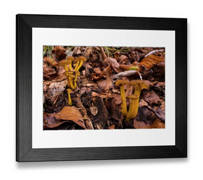 Framed Print : Yellow foot (Craterellus lutescens) mushrooms growing among leaf litter in autumn, Aveto Regional Park, Genoa, Italy. October Framed Print : Yellow foot (Craterellus lutescens) mushrooms growing among leaf litter in autumn, Aveto Regional Park, Genoa, Italy. October