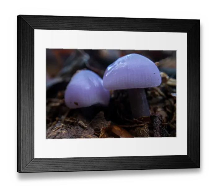 Framed Print : Lilac mycena (Mycena pura ianthina) mushrooms, close up, Aveto Regional Park, Genoa, Italy. October Framed Print : Lilac mycena (Mycena pura ianthina) mushrooms, close up, Aveto Regional Park, Genoa, Italy. October