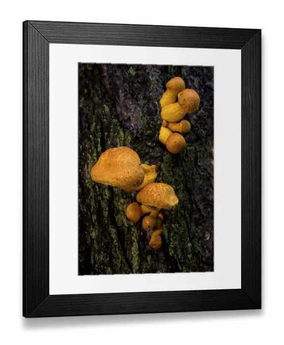 Framed Print : Spectacular rustgill (Gymnopilus spectabilis) mushrooms growing on tree trunk, Italy. October