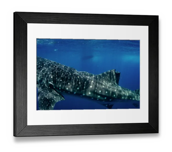 Framed Print : Whale shark (Rhincodon typus) with scars from a boat propeller, Isla Mujeres, Quintana Roo, Yucatan Peninsula, Mexico. Caribbean Sea. Endangered