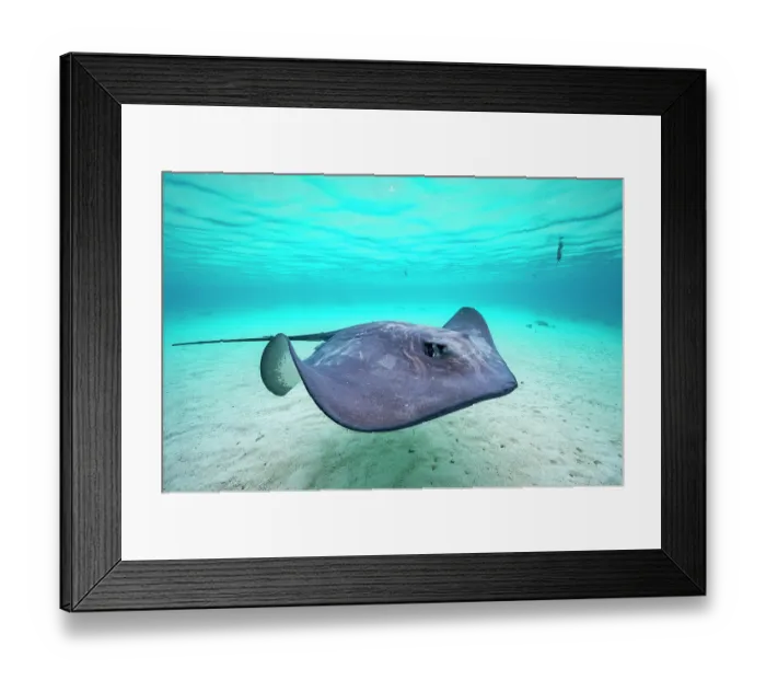 Framed Print : Pink whipray (Pateobatis fai) swimming over sandy seabed in shallow water, Moorea, French Polynesia, Pacific Ocean