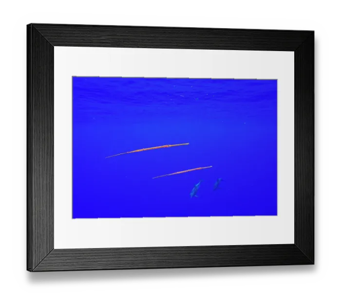 Framed Print : Two Bluespotted cornetfish (Fistularia commersonii) juveniles, in pelagic water with two Rough-toothed dolphins (Steno bredanensis) swimming by, Moorea, French Polynesia Framed Print : Two Bluespotted cornetfish (Fistularia commersonii) juveniles, in pelagic water with two Rough-toothed dolphins (Steno bredanensis) swimming by, Moorea, French Polynesia