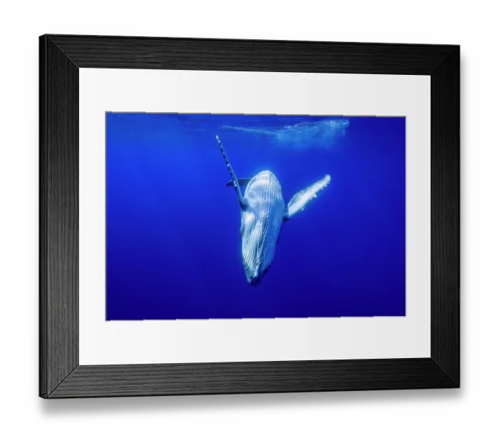 Framed Print : Humpback whale (Megaptera novaeangliae) calf, diving underwater, off Tubuai, French Polynesia, Pacific Ocean Framed Print : Humpback whale (Megaptera novaeangliae) calf, diving underwater, off Tubuai, French Polynesia, Pacific Ocean