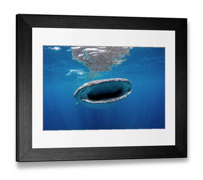 Framed Print : RF - Whale shark (Rhincodon typus) feeding on fish eggs at the water surface, Isla Mujeres, Quintana Roo, Yucatan Peninsula, Mexico, Caribbean Sea. Endangered Framed Print : RF - Whale shark (Rhincodon typus) feeding on fish eggs at the water surface, Isla Mujeres, Quintana Roo, Yucatan Peninsula, Mexico, Caribbean Sea. Endangered