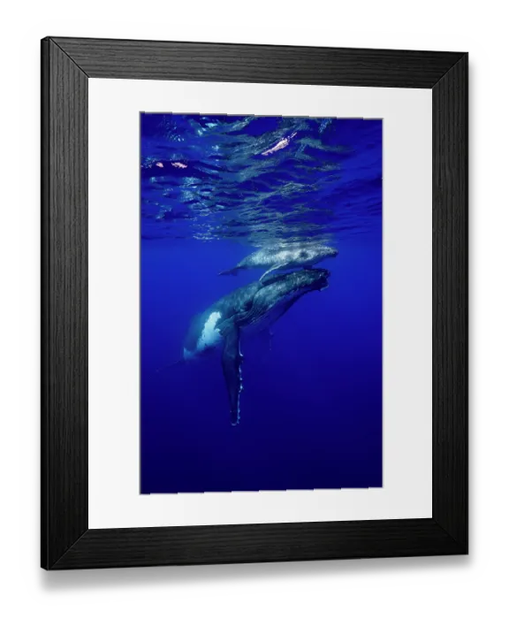 Framed Print : Humpback whale (Megaptera novaeangliae) female and calf, off Tubuai, French Polynesia, Pacific Ocean Framed Print : Humpback whale (Megaptera novaeangliae) female and calf, off Tubuai, French Polynesia, Pacific Ocean