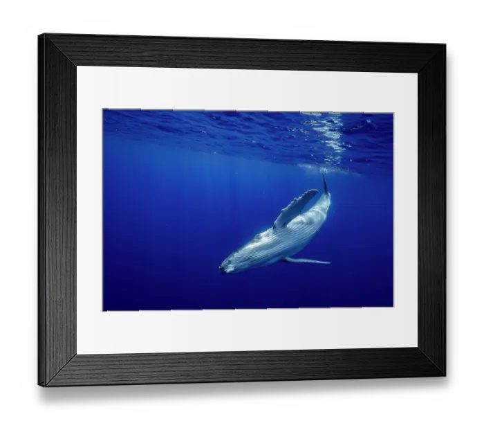 Framed Print : Humpback whale (Megaptera novaeangliae) calf underwater, off Tubuai, French Polynesia, Pacific Ocean Framed Print : Humpback whale (Megaptera novaeangliae) calf underwater, off Tubuai, French Polynesia, Pacific Ocean