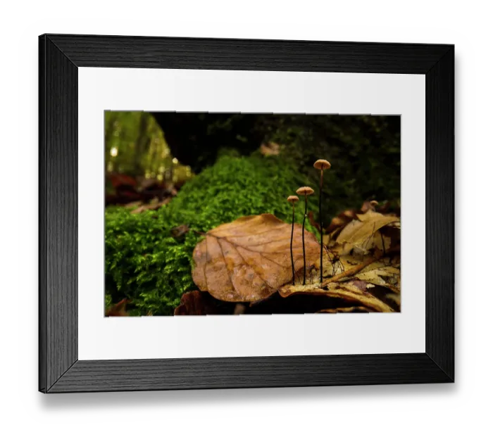 Framed Print : Oak toughshank (Gymnopus quercophilus) mushrooms growing on a dead Beech leaf on woodland floor, Aveto Regional Park, Genoa, Italy. October Framed Print : Oak toughshank (Gymnopus quercophilus) mushrooms growing on a dead Beech leaf on woodland floor, Aveto Regional Park, Genoa, Italy. October
