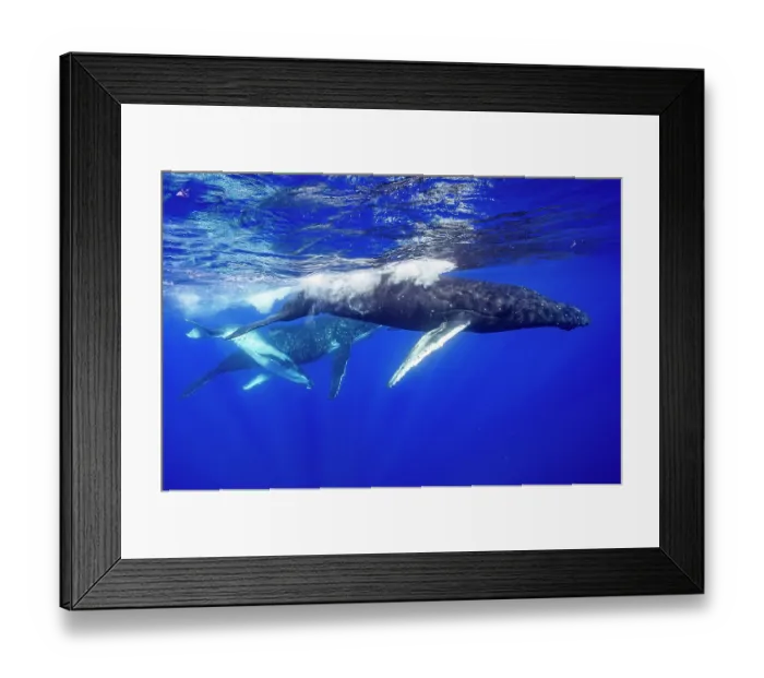 Framed Print : Humpback whale (Megaptera novaeangliae) female and calf, swimming close to water surface with another female close by, off Tubuai, French Polynesia, Pacific Ocean Framed Print : Humpback whale (Megaptera novaeangliae) female and calf, swimming close to water surface with another female close by, off Tubuai, French Polynesia, Pacific Ocean