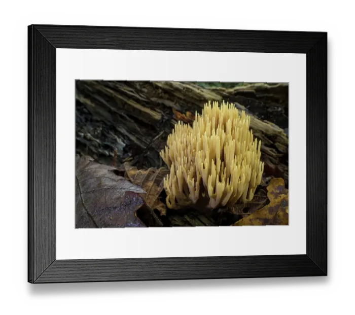 Framed Print : Upright coral (Ramaria stricta) fungus growing on a rotten log in woodland, Mornese, Alessandria, Italy. October Framed Print : Upright coral (Ramaria stricta) fungus growing on a rotten log in woodland, Mornese, Alessandria, Italy. October