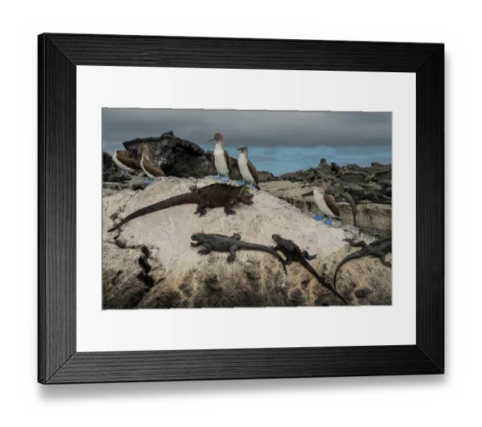Framed Print : Marine iguanas (Amblyrhynchus cristatus) and Blue-footed boobies (Sula nebouxii) resting on lava rocks along the shore, Isabela Island, Galapagos National Park, Galapagos Islands Framed Print : Marine iguanas (Amblyrhynchus cristatus) and Blue-footed boobies (Sula nebouxii) resting on lava rocks along the shore, Isabela Island, Galapagos National Park, Galapagos Islands