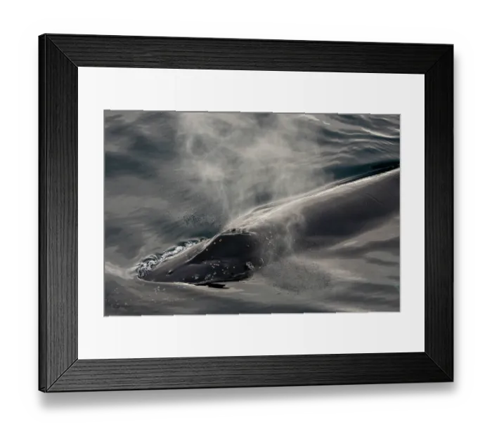 Framed Print : Humpback whale (Megaptera novaeangliae) breathing at ocean surface, Antarctic Peninsula, Antarctica, Southern Ocean Framed Print : Humpback whale (Megaptera novaeangliae) breathing at ocean surface, Antarctic Peninsula, Antarctica, Southern Ocean