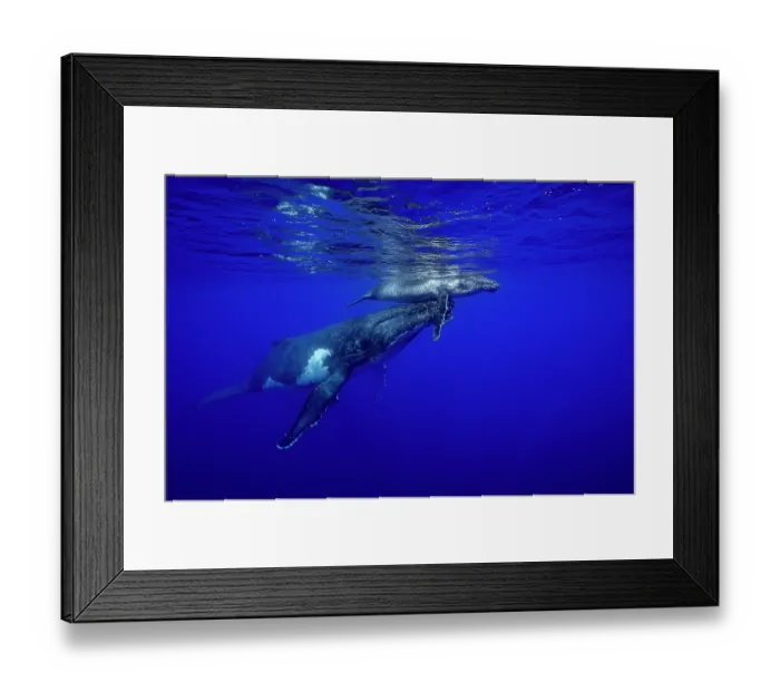 Framed Print : Humpback whale (Megaptera novaeangliae) female and calf, off Tubuai, French Polynesia, Pacific Ocean Framed Print : Humpback whale (Megaptera novaeangliae) female and calf, off Tubuai, French Polynesia, Pacific Ocean