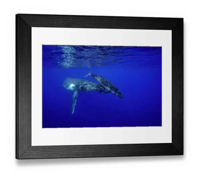 Framed Print : Humpback whale (Megaptera novaeangliae) female and calf, off Tubuai, French Polynesia, Pacific Ocean