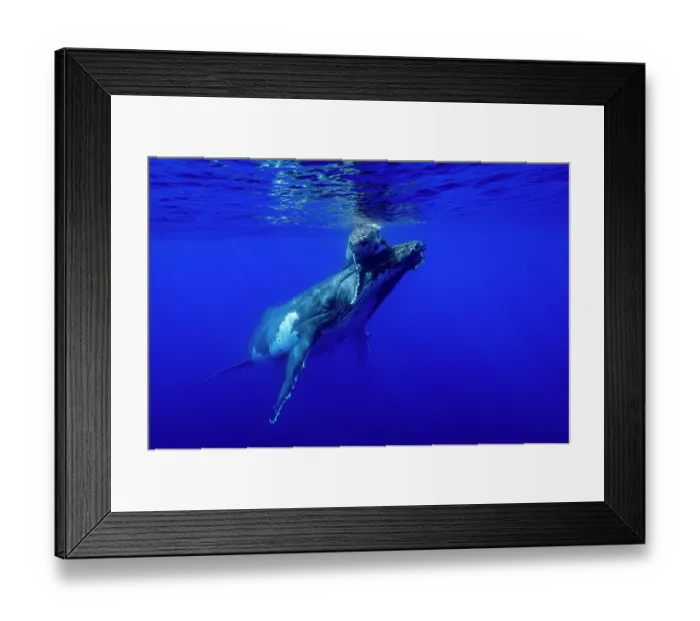 Framed Print : Humpback whale (Megaptera novaeangliae) female and calf, off Tubuai, French Polynesia, Pacific Ocean Framed Print : Humpback whale (Megaptera novaeangliae) female and calf, off Tubuai, French Polynesia, Pacific Ocean