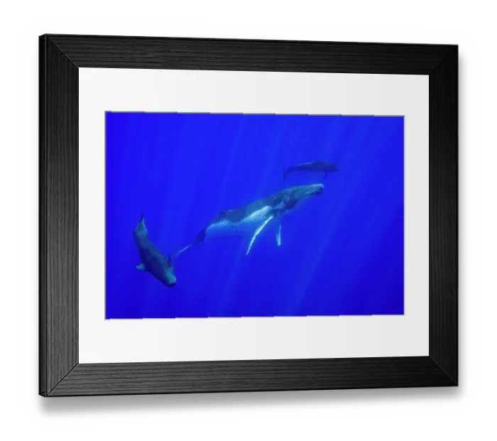 Framed Print : Humpback whale (Megaptera novaeangliae) playing with two Short finned pilot whales (Globicephala macrorhynchus), off Moorea, French Polynesia, Pacific Ocean Framed Print : Humpback whale (Megaptera novaeangliae) playing with two Short finned pilot whales (Globicephala macrorhynchus), off Moorea, French Polynesia, Pacific Ocean