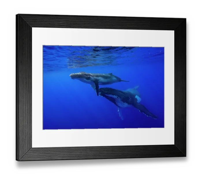 Framed Print : Humpback whale (Megaptera novaeangliae) female and calf, off Tubuai, French Polynesia, Pacific Ocean Framed Print : Humpback whale (Megaptera novaeangliae) female and calf, off Tubuai, French Polynesia, Pacific Ocean