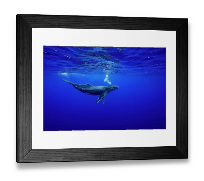 Framed Print : Humpback whale (Megaptera novaeangliae) calf, underweight and abandoned, swimming close to the surface, off Tubuai, French Polynesia, Pacific Ocean Framed Print : Humpback whale (Megaptera novaeangliae) calf, underweight and abandoned, swimming close to the surface, off Tubuai, French Polynesia, Pacific Ocean