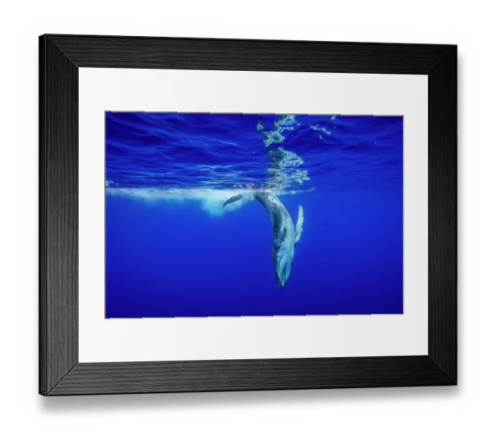Framed Print : Humpback whale (Megaptera novaeangliae) calf, underweight and abandoned, diving underwater, off Tubuai, French Polynesia, Pacific Ocean Framed Print : Humpback whale (Megaptera novaeangliae) calf, underweight and abandoned, diving underwater, off Tubuai, French Polynesia, Pacific Ocean