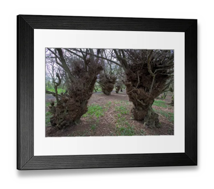 Framed Print : Old coppiced Beech (Fagus sp.) trees in woodland, Low Scrubs, Coombe Hill, Buckinghamshire, UK. April Framed Print : Old coppiced Beech (Fagus sp.) trees in woodland, Low Scrubs, Coombe Hill, Buckinghamshire, UK. April