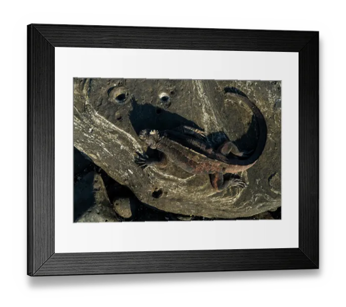 Framed Print : Marine iguana (Amblyrhynchus cristatus) resting on lava rocks, Santiago Island, Galapagos National Park, Galapagos Islands Framed Print : Marine iguana (Amblyrhynchus cristatus) resting on lava rocks, Santiago Island, Galapagos National Park, Galapagos Islands