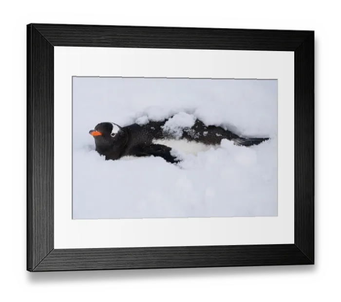 Framed Print : Gentoo penguin (Pygoscelis papua) resting in the snow, Antarctic Peninsula, Antarctica Framed Print : Gentoo penguin (Pygoscelis papua) resting in the snow, Antarctic Peninsula, Antarctica