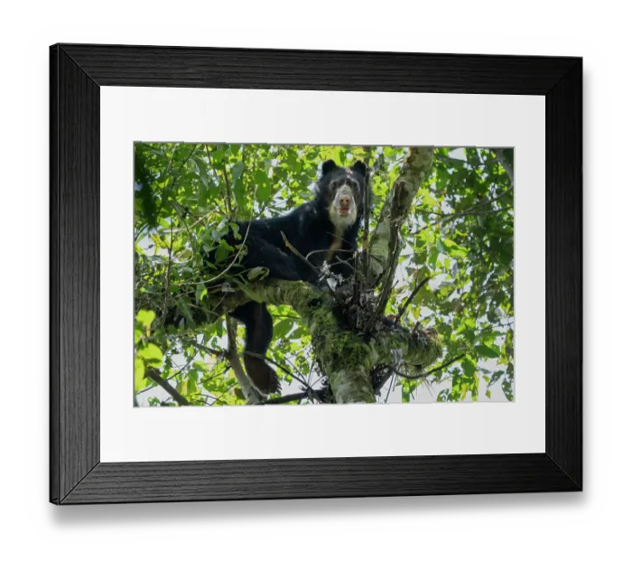 Framed Print : RF - Spectacled bear (Tremarctos ornatus) resting in tree, looking down in the cloud forest of the Ecuadorian Choco, Pichincha, Ecuador Framed Print : RF - Spectacled bear (Tremarctos ornatus) resting in tree, looking down in the cloud forest of the Ecuadorian Choco, Pichincha, Ecuador