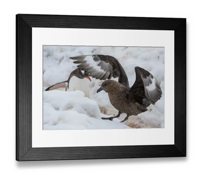 Framed Print : Gentoo penguin (Pygoscelis papua) chasing away a Brown skua (Stercorarius antarcticus), Antarctic Peninsula, Antarctica Framed Print : Gentoo penguin (Pygoscelis papua) chasing away a Brown skua (Stercorarius antarcticus), Antarctic Peninsula, Antarctica
