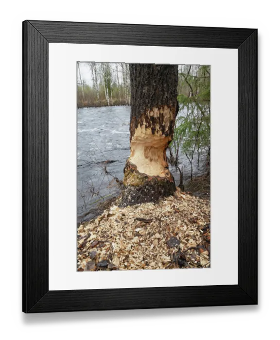Framed Print : Aspen (Populus tremula) tree on river bank with Eurasian beaver (Castor fiber) gnawing marks on trunk, near Kittila, Lapland Finland. May Framed Print : Aspen (Populus tremula) tree on river bank with Eurasian beaver (Castor fiber) gnawing marks on trunk, near Kittila, Lapland Finland. May