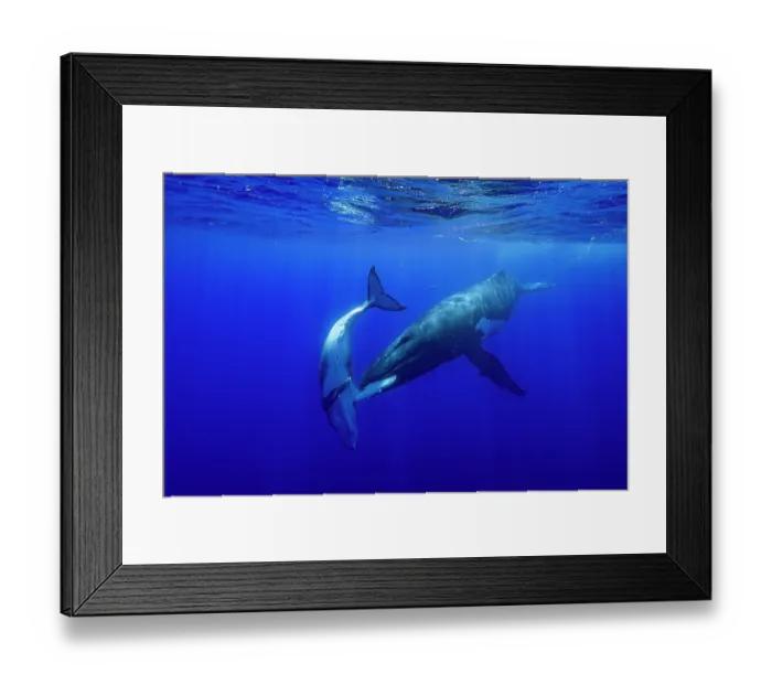 Framed Print : Humpback whale (Megaptera novaeangliae) female, bonding with her calf, Tubuai, French Polynesia, Pacific Ocean Framed Print : Humpback whale (Megaptera novaeangliae) female, bonding with her calf, Tubuai, French Polynesia, Pacific Ocean