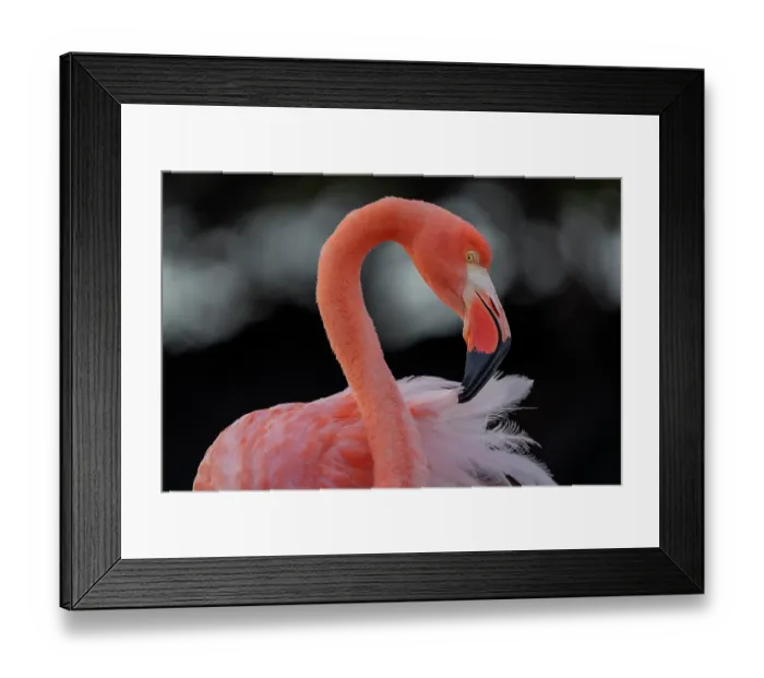 Framed Print : Galapagos flamingo (Phoenicopterus ruber glyphorhynchus) portrait, Floreana Island, Galapagos National Park, Galapagos Islands Framed Print : Galapagos flamingo (Phoenicopterus ruber glyphorhynchus) portrait, Floreana Island, Galapagos National Park, Galapagos Islands