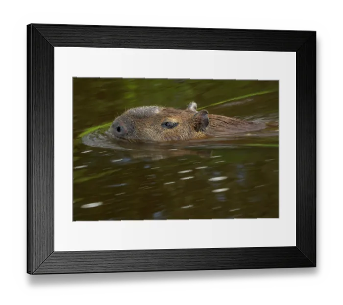 Framed Print : Capybara (Hydrochoerus hydrochaeris) swimming in river, Pantanal, Mato Grosso, Brazil Framed Print : Capybara (Hydrochoerus hydrochaeris) swimming in river, Pantanal, Mato Grosso, Brazil