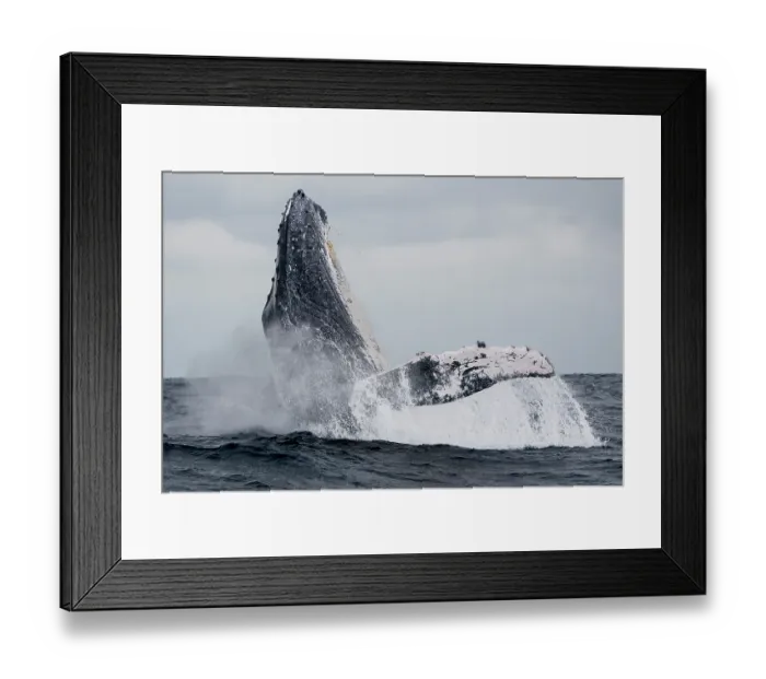 Framed Print : Humpback whale (Megaptera novaeangliae) breaching, Machalilla National Park, Manabi, Ecuador, Pacific Ocean Framed Print : Humpback whale (Megaptera novaeangliae) breaching, Machalilla National Park, Manabi, Ecuador, Pacific Ocean