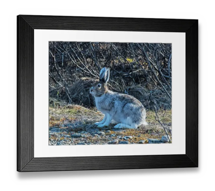 Framed Print : Mountain hare (Lepus timidus) female, moulting out of winter coat,  Ivalo River, Pokka, Lapland, Finland. May