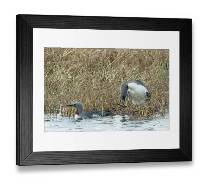 Framed Print : Red-throated loons (Gavia stellata) pair engaged in a nest-changeover with one bird rearranging the eggs, GedJnes, Kongsfjordfjellet, Finnmark, Norway. June Framed Print : Red-throated loons (Gavia stellata) pair engaged in a nest-changeover with one bird rearranging the eggs, GedJnes, Kongsfjordfjellet, Finnmark, Norway. June