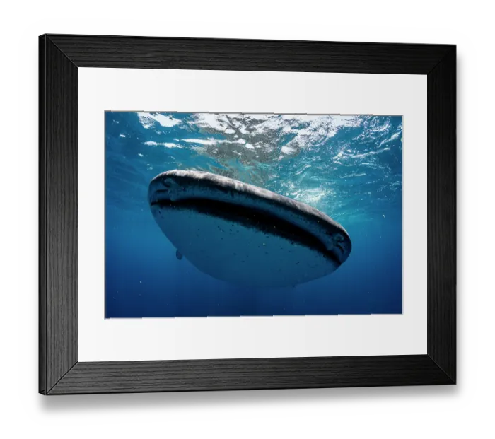 Framed Print : Whale shark (Rhincodon typus) swimming close to the surface, Isla Mujeres, Quintana Roo, Yucatan Peninsula, Mexico, Caribbean Sea. Endangered Framed Print : Whale shark (Rhincodon typus) swimming close to the surface, Isla Mujeres, Quintana Roo, Yucatan Peninsula, Mexico, Caribbean Sea. Endangered