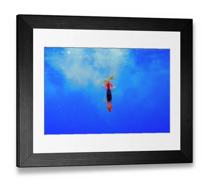 Framed Print : Neon flying squid (Ommastrephes bartramii) producing ink after being chased by tuna, Moorea, French Polynesia, Pacific Ocean Framed Print : Neon flying squid (Ommastrephes bartramii) producing ink after being chased by tuna, Moorea, French Polynesia, Pacific Ocean