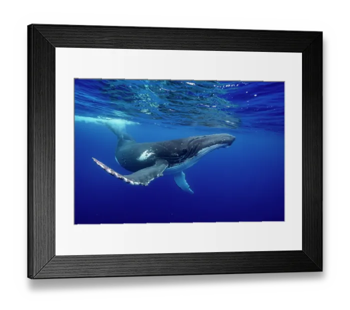 Framed Print : Humpback whale (Megaptera novaeangliae) swimming close to the surface, off Moorea, French Polynesia, Pacific Ocean Framed Print : Humpback whale (Megaptera novaeangliae) swimming close to the surface, off Moorea, French Polynesia, Pacific Ocean