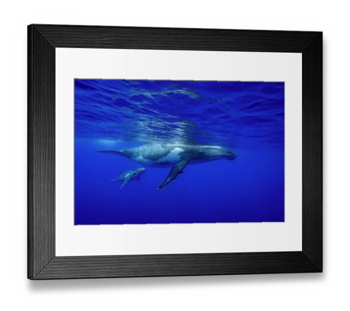 Framed Print : Humpback whale (Megaptera novaeangliae) female and calf, swimming close to water surface, off Tubuai, French Polynesia, Pacific Ocean Framed Print : Humpback whale (Megaptera novaeangliae) female and calf, swimming close to water surface, off Tubuai, French Polynesia, Pacific Ocean
