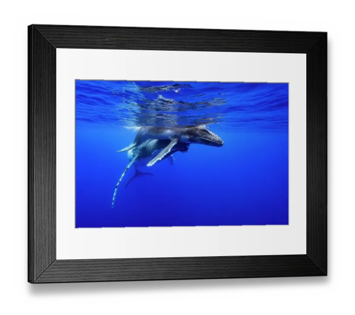 Framed Print : Humpback whale (Megaptera novaeangliae) female and calf, swimming close to water surface, off Tubuai, French Polynesia, Pacific Ocean Framed Print : Humpback whale (Megaptera novaeangliae) female and calf, swimming close to water surface, off Tubuai, French Polynesia, Pacific Ocean