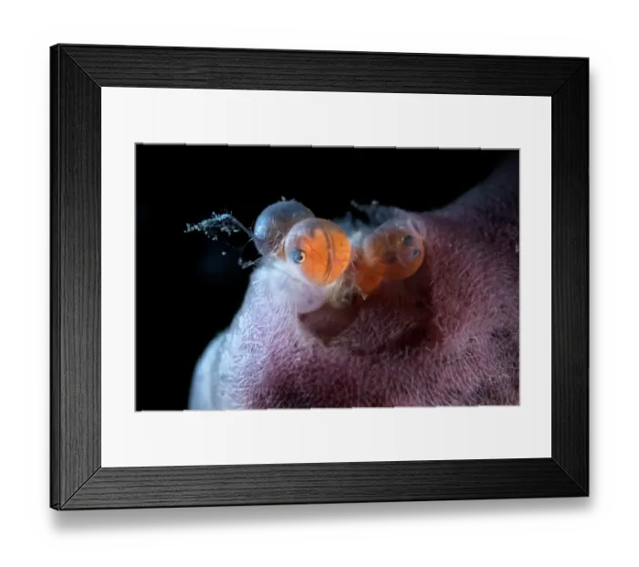 Framed Print : Silverspotted sculpins (Blepsias cirrhosus) eggs deposited on a sponge, Hokkaido, Japan, Pacific Ocean Framed Print : Silverspotted sculpins (Blepsias cirrhosus) eggs deposited on a sponge, Hokkaido, Japan, Pacific Ocean