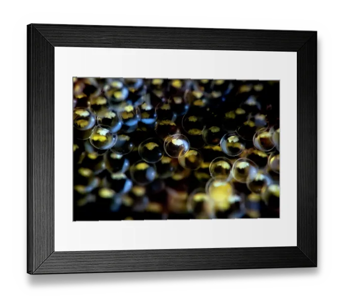 Framed Print : Elongated sculpin (Alcichthys elongatus) egg cluster. x4 life-size magnification. Hokkaido, Japan, Pacific Ocean Framed Print : Elongated sculpin (Alcichthys elongatus) egg cluster. x4 life-size magnification. Hokkaido, Japan, Pacific Ocean
