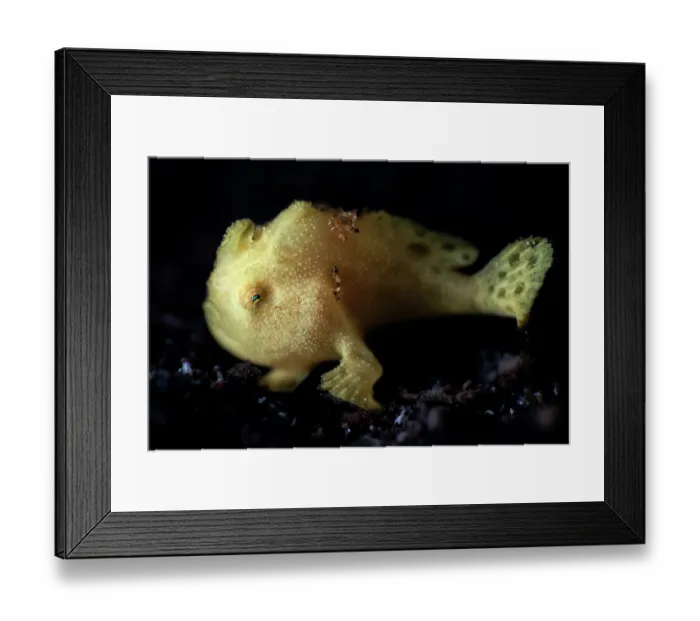 Framed Print : Painted frogfish (Antennarius pictus) juvenile, measuring around 8mm, portrait, x4 magnification of life-size. Shizuoka Prefecture, Japan, Pacific Ocean Framed Print : Painted frogfish (Antennarius pictus) juvenile, measuring around 8mm, portrait, x4 magnification of life-size. Shizuoka Prefecture, Japan, Pacific Ocean