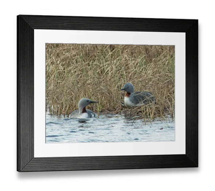 Framed Print : Red-throated loons (Gavia stellata) pair at nest among reedbeds, GedJnes, Kongsfjordfjellet, Finnmark, Norway. June Framed Print : Red-throated loons (Gavia stellata) pair at nest among reedbeds, GedJnes, Kongsfjordfjellet, Finnmark, Norway. June