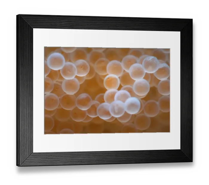 Framed Print : Tanaka's snailfish (Liparis tanakae) freshly spawned eggs. Each egg is less than 1.5mm in diameter, Yamaguchi Prefecture, Japan, Pacific Ocean Framed Print : Tanaka's snailfish (Liparis tanakae) freshly spawned eggs. Each egg is less than 1.5mm in diameter, Yamaguchi Prefecture, Japan, Pacific Ocean