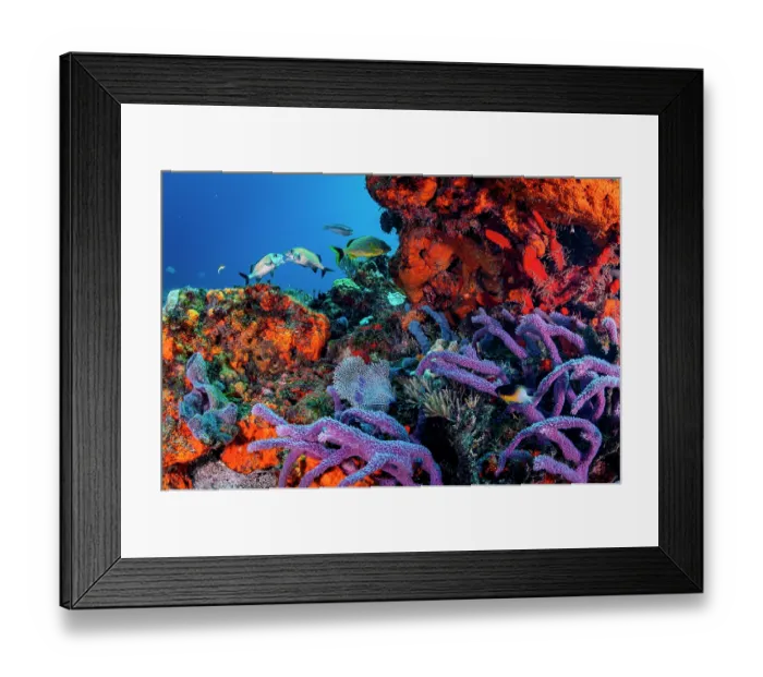 Framed Print : A sponge and coral reef scene with two Caesar grunts (Haemulon carbonarium) battling over territory, Quintana Roo, Yucatan Peninsula, Mexico, Caribbean Sea Framed Print : A sponge and coral reef scene with two Caesar grunts (Haemulon carbonarium) battling over territory, Quintana Roo, Yucatan Peninsula, Mexico, Caribbean Sea