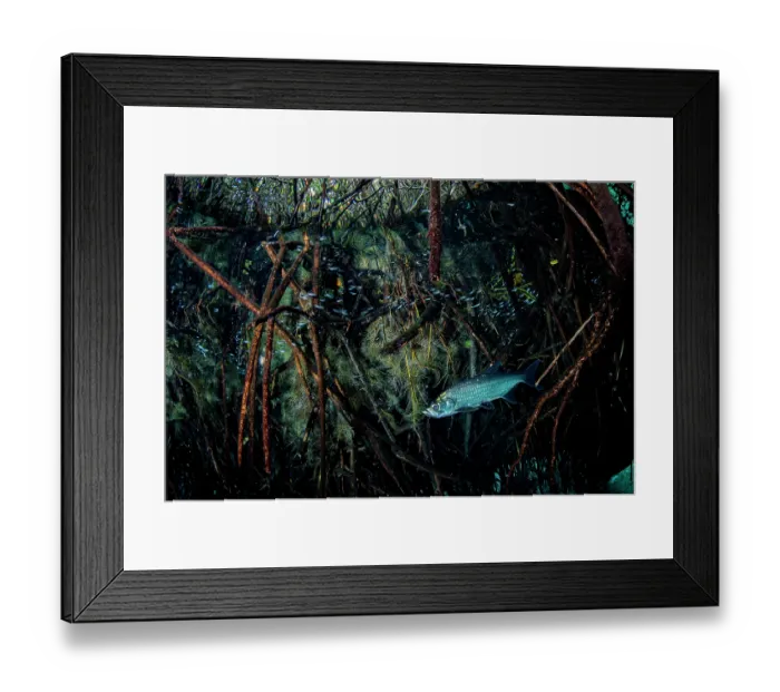 Framed Print : Tarpon (Megalops atlanticus) swimming in a Mangrove (Rhizophora mangle) forest, near Tulum, Quintana Roo, Mexico