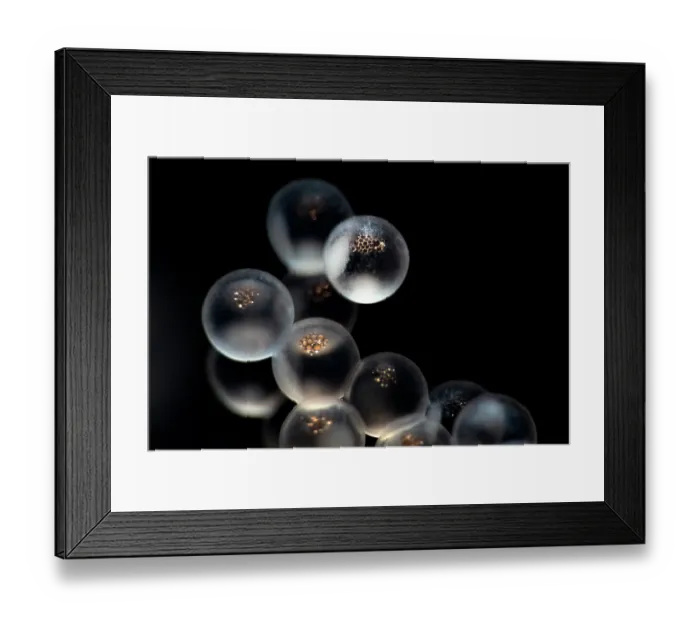 Framed Print : Tanaka's snailfish (Liparis tanakae) freshly spawned eggs, with cell division having commenced in some of the eggs. Each egg is about 1.5mm in diameter Framed Print : Tanaka's snailfish (Liparis tanakae) freshly spawned eggs, with cell division having commenced in some of the eggs. Each egg is about 1.5mm in diameter